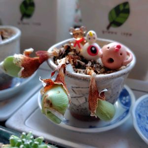 多肉植物,多肉女子,多肉好き,ニョロン(26日)の日,オヤジ活の画像