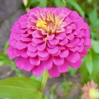 ヒャクニチソウ,百日草,赤い花,鮮やか ,花の写真の画像