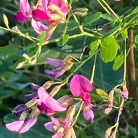 ハギ,ハギ,黒蛇,ピンク,癒しの画像