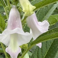 ゴマ,胡麻,ケラトテカ・トリロバ,一年草,ゴマ科の画像