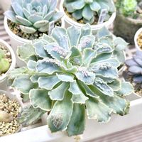 成長記録 バンプ シャビアナ ペレグリナ,成長記録 バンプ シャビアナ ペレグリナ,バンプ シャビアナ ペレグリナ,LED栽培,神奈川タニラーの画像