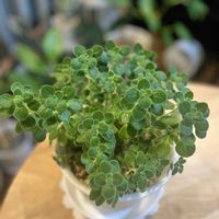 アロマティカス,観葉植物の画像
