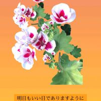 ゼラニウム,ゼラニウム,スマホ撮影,今日も笑顔で♡,いつもありがとう❤️の画像