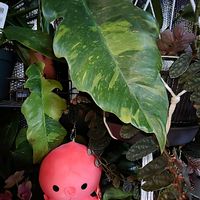 ソテツ,ココスヤシ,フィロデンドロン リングオブファイヤーゴールド,花のある暮らし,育てる喜びの画像