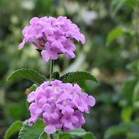 センニンソウ,コバノランタナ,コバノランタナライラック,꒰ღ˘◡˘ற꒱かわゅ~,植物のある暮らしの画像