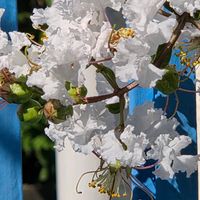 ペンタス,元気もらえる,ありがとう♡,祈りを込めて,素敵な仲間たちの画像