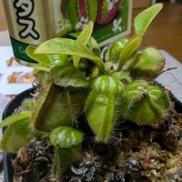 セファロタス,セファロタス・フォリキュラリス,観葉植物,食虫植物,ガーデニングの画像