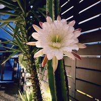 サボテン,柱サボテン,鬼面角,サボテンの花,一夜限りの花の画像