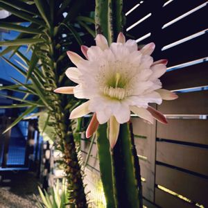 サボテン,柱サボテン,鬼面角,サボテンの花,一夜限りの花の画像