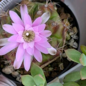 多肉植物,葉挿し,多肉寄せ植え,サボテンの花,実生苗の画像