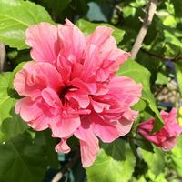 ハイビスカス,ハイビスカス ロバツス,ハイビスカス トリオナム,極小ハイビスカス,ハイビスカス フェアリーブーケの画像