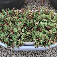 ポーチュラカ ピンキー,多肉植物,多肉大好き,多肉中毒,多肉多肉多肉の画像