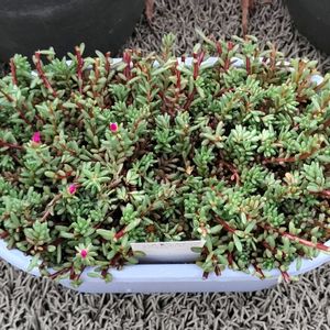 ポーチュラカ ピンキー,多肉植物,多肉大好き,多肉中毒,多肉多肉多肉の画像