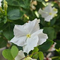 日々草,スクリューチュチュ ホワイト,北島園芸オリジナルビンカ,花のある暮らし,花友さんに感謝♡の画像