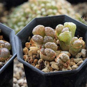 メセン,コノフィツム属,タニラー,その他部屋の画像