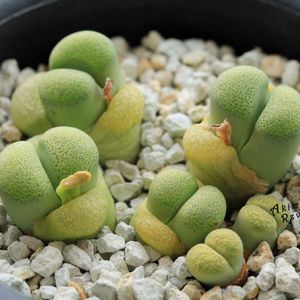 メセン,リトープス属,タニラー,リトープス✧,その他部屋の画像