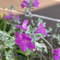 レウコフィルム,花のある暮らし,植中毒,小さい庭の画像