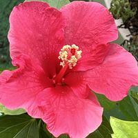 アンゲロニア,アンゲロニア,ミニバラ・グリーンアイス,ミニバラ・グリーンアイス,サルスベリ 夏祭りの画像