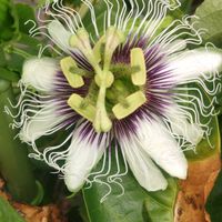 スイカ,パッションフルーツ,種蒔きから,お気に入りの花,夏野菜収穫の画像