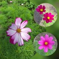 フジバカマ,秋桜（こすもす）,お庭作り中,木曜日は桃色,セージ大好きの画像