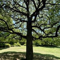クスノキ,クスノキの花,昭和記念公園,山野草,大木の画像