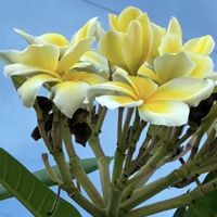 プルメリア,プルメリア,平和を願う,幸せの黄色いお花,頑張ろう日本❣️の画像