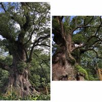 アロマティカス,グリーンアイス,クスノキ,ヤノネボンテンカ (タカサゴフヨウ),ジュズサンゴの花の画像