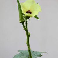 オクラ,オクラの花,ビタミンカラー,沖縄,幸せの黄色いお花の画像