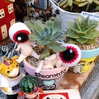 コケサンゴ,マコデス・ペトラ,スターズ錦,ウテキ,ウテキの画像