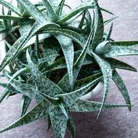アロエ,アロエ　ホワイトフォックス,多肉植物,観葉植物,葉っぱの画像