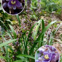 ヤブラン,山野草,キジカクシ科,筑波実験植物園,紫色の花の画像