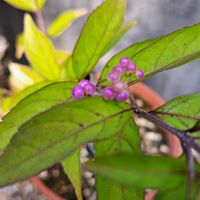 鉢植え,スマホ撮影,小さな庭の画像