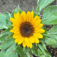 ミニひまわり,ミニひまわり,ハツユキソウ,ハツユキソウ,花壇の画像