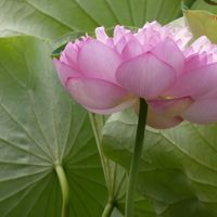 ハス,ハス,Juneの会,秘密の花園♡,2020年6月同期NO.002の画像