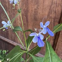 クレロデンドルム・ブルーウィング,ベゴニア ルシエル,鉢植え,楽しみ〜,花のある暮らしの画像