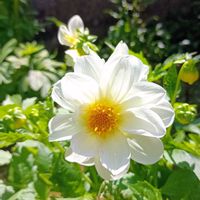 ダリア,今庭の画像