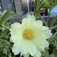 ホワイトハイビスカスローゼル,ホワイトハイビスカスローゼル,花のある暮らし,お楽しみ❀.(*´▽`*)❀.,アプローチの画像