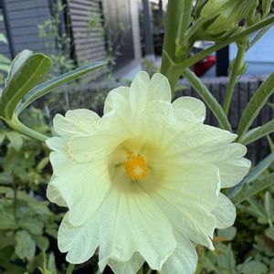 ホワイトハイビスカスローゼル,ホワイトハイビスカスローゼル,花のある暮らし,お楽しみ❀.(*´▽`*)❀.,アプローチの画像