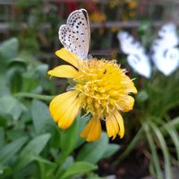 ガイラルディア,鉢植え,ガーデニング,ちょうちょ,ありがとうの画像