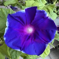 朝顔 覆輪青紫,朝顔 覆輪青紫,花のある暮らし,お楽しみ❀.(*´▽`*)❀.,2026年朝顔日記の画像