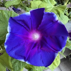 朝顔 覆輪青紫,朝顔 覆輪青紫,花のある暮らし,お楽しみ❀.(*´▽`*)❀.,2026年朝顔日記の画像