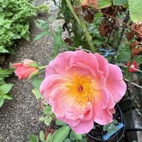 夏の庭,バラ グロッグ,ガーデニング,ばら バラ 薔薇の画像