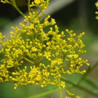 オミナエシ,シュウカイドウ,コバギボウシ,植物園,山野草の画像