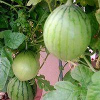 スイカ,マダーボール,小玉スイカ,自家製野菜,植物男子ベランダーの画像