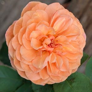 薔薇,寄植え,ハンギング,小さな庭,玄関アプローチの画像