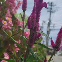 コキア,ベゴニア,ベゴニア,ノゲイトウ(野鶏頭),センニチコウラブラブラブの画像