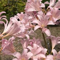ナツズイセン,花のある暮らし,緑のある暮らし,チーム長野,桃色百花繚乱の画像