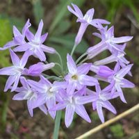 オオボウシバナ,サルスベリ,センニチコウ,ツルバキアの画像