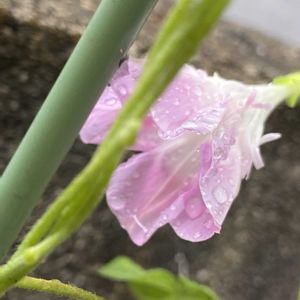 アサガオスプリットペダル,可愛い,嬉しい,咲いた,今日も一日頑張ろうの画像