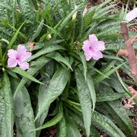 ボタンクサギ,ミニバラ,イヌマキ,矮性　ルエリア,チーム千葉✿︎の画像